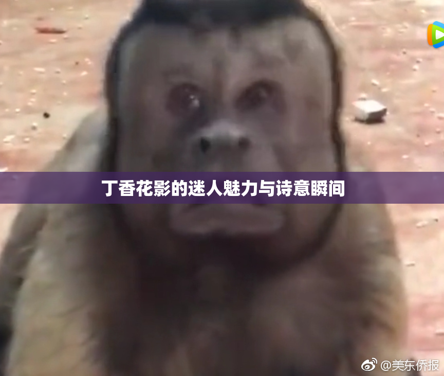 丁香花影的迷人魅力与诗意瞬间