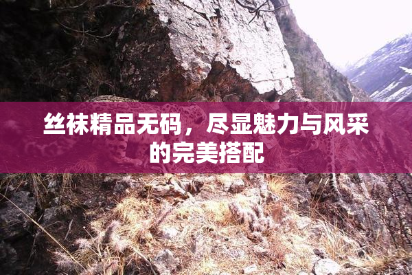 丝袜精品无码，尽显魅力与风采的完美搭配