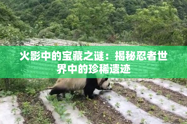 火影中的宝藏之谜：揭秘忍者世界中的珍稀遗迹