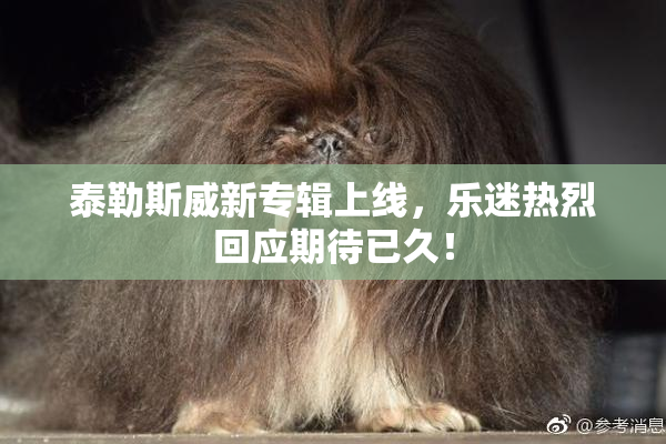 泰勒斯威新专辑上线，乐迷热烈回应期待已久！