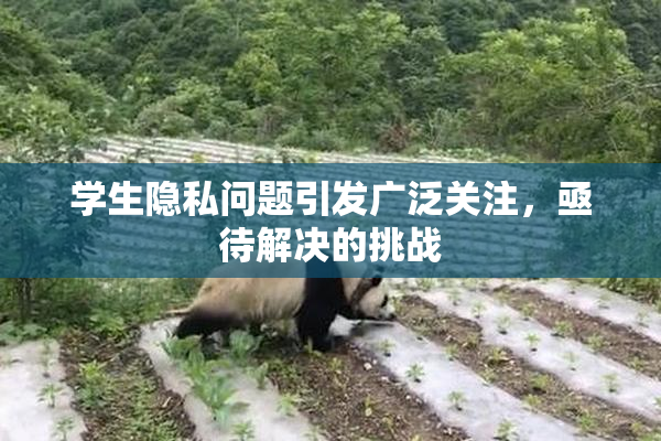 学生隐私问题引发广泛关注，亟待解决的挑战
