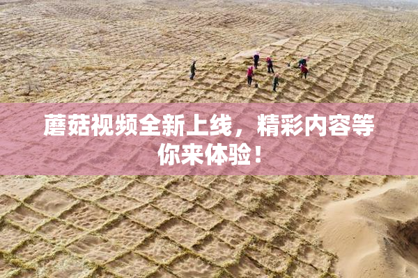 蘑菇视频全新上线，精彩内容等你来体验！