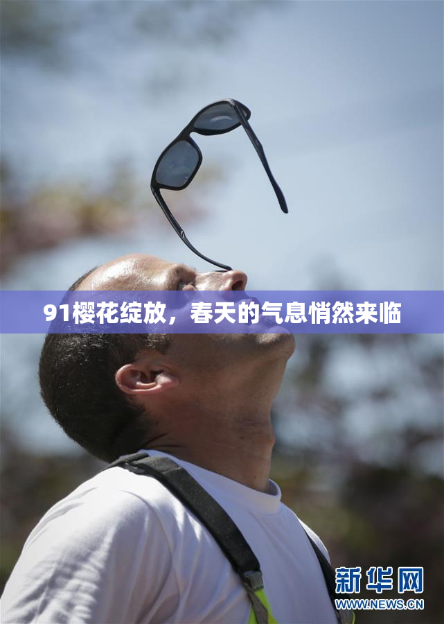 91樱花绽放，春天的气息悄然来临