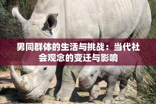 男同群体的生活与挑战：当代社会观念的变迁与影响