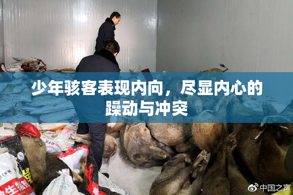 少年骇客表现内向，尽显内心的躁动与冲突
