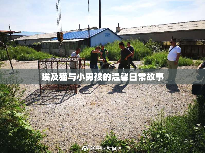 埃及猫与小男孩的温馨日常故事
