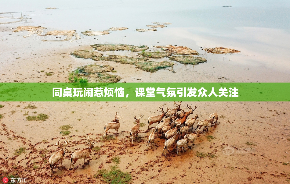 同桌玩闹惹烦恼，课堂气氛引发众人关注