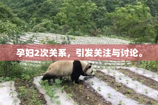 孕妇2次关系，引发关注与讨论。