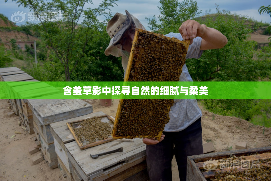 含羞草影中探寻自然的细腻与柔美