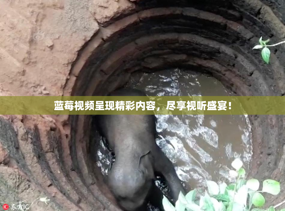 蓝莓视频呈现精彩内容，尽享视听盛宴！