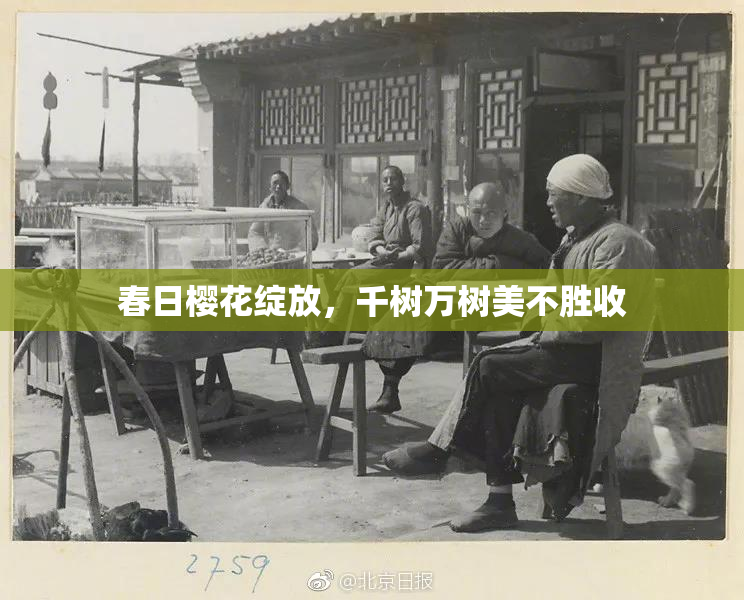 春日樱花绽放，千树万树美不胜收
