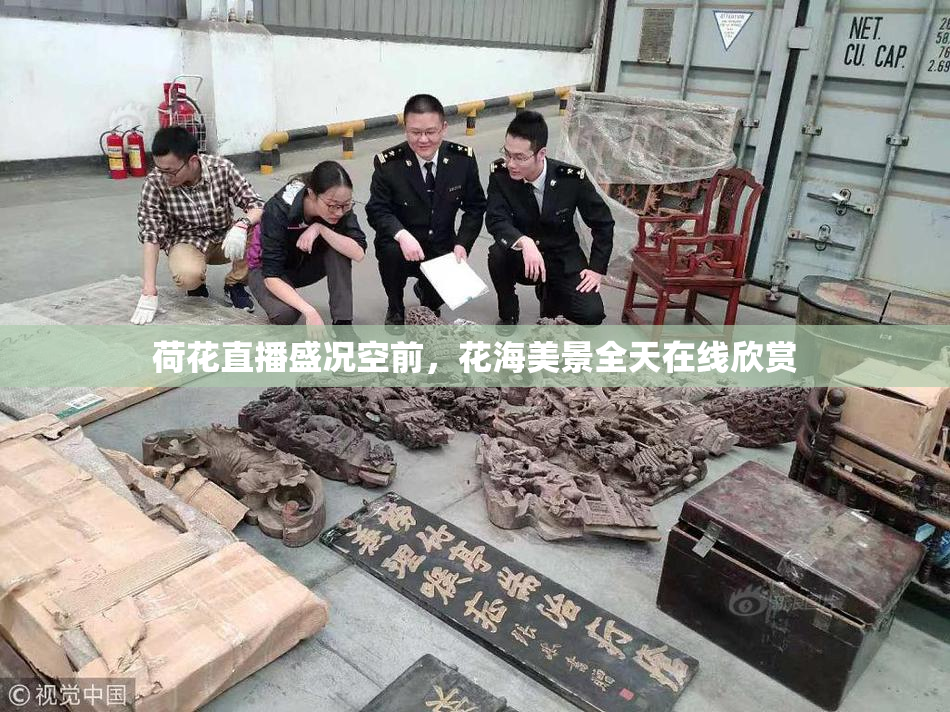 荷花直播盛况空前，花海美景全天在线欣赏