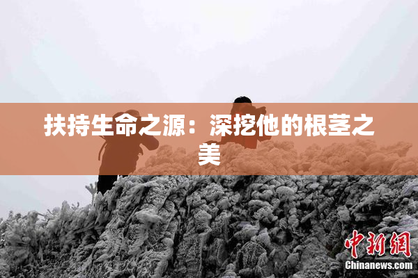扶持生命之源：深挖他的根茎之美