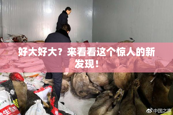好大好大？来看看这个惊人的新发现！