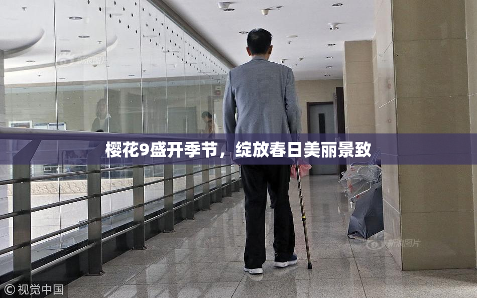 樱花9盛开季节，绽放春日美丽景致