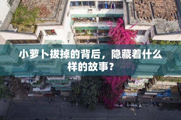 小萝卜拔掉的背后，隐藏着什么样的故事？
