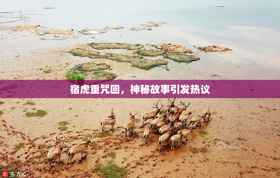宿虎重咒回，神秘故事引发热议