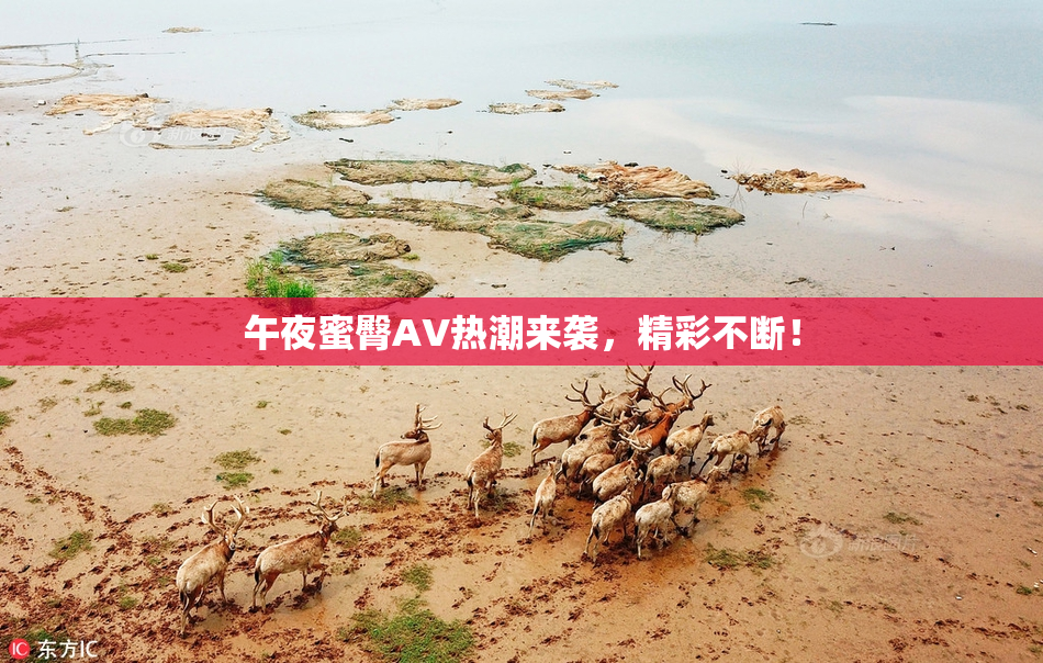 午夜蜜臀AV热潮来袭，精彩不断！