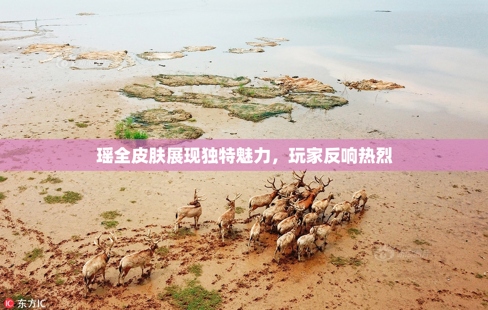 瑶全皮肤展现独特魅力，玩家反响热烈