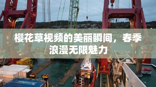樱花草视频的美丽瞬间，春季浪漫无限魅力