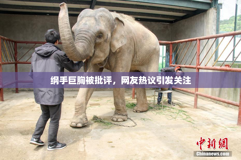 纲手巨胸被批评，网友热议引发关注