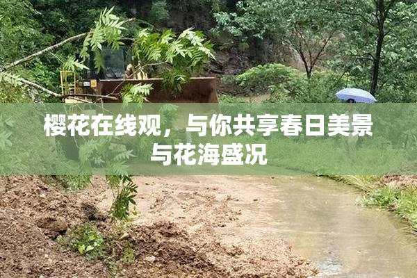 樱花在线观，与你共享春日美景与花海盛况