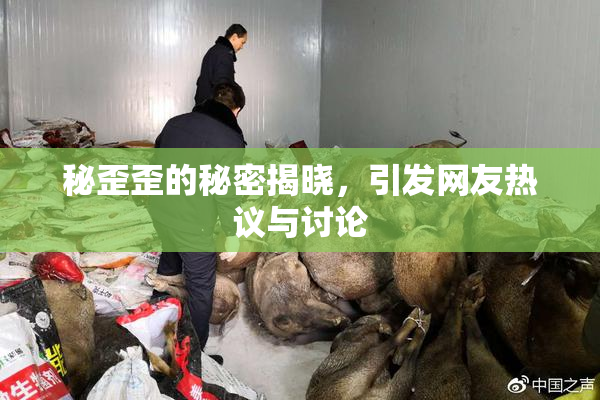秘歪歪的秘密揭晓，引发网友热议与讨论