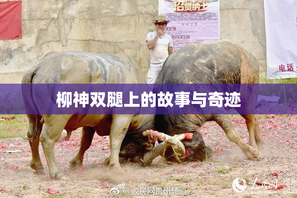 柳神双腿上的故事与奇迹