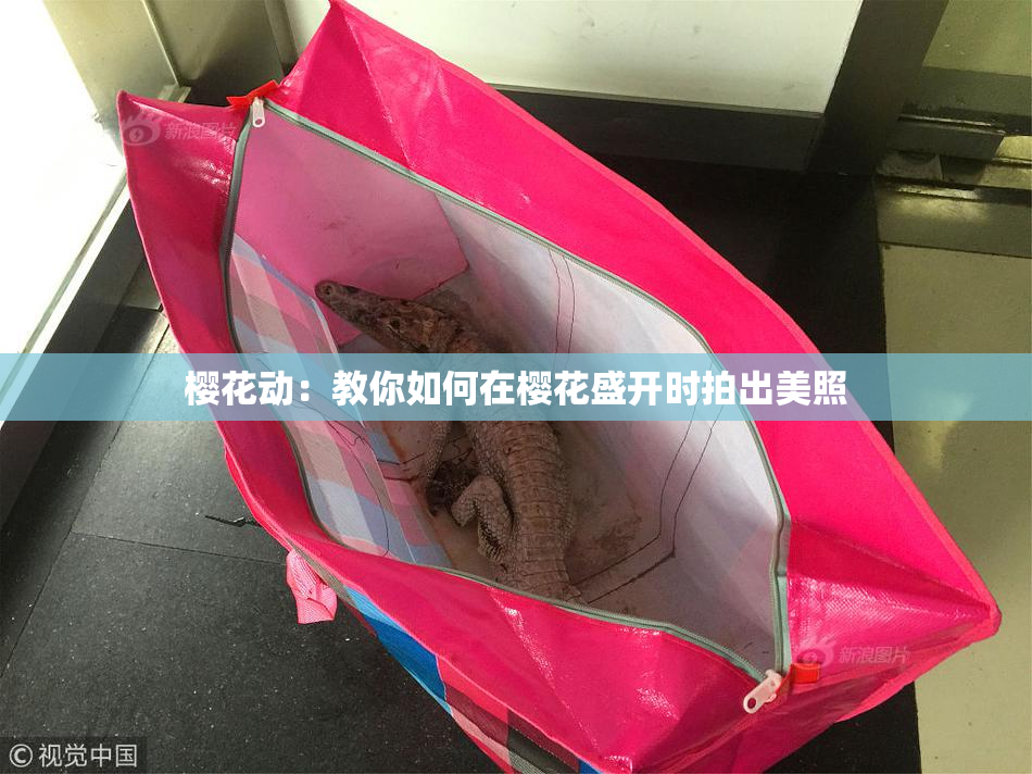 樱花动：教你如何在樱花盛开时拍出美照