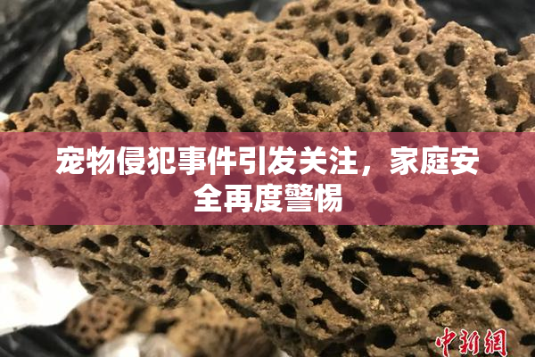 宠物侵犯事件引发关注，家庭安全再度警惕