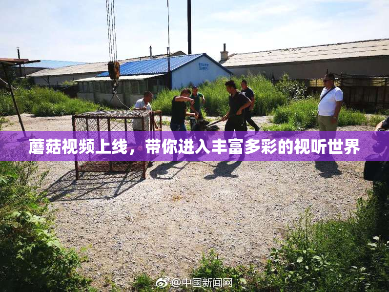 蘑菇视频上线，带你进入丰富多彩的视听世界