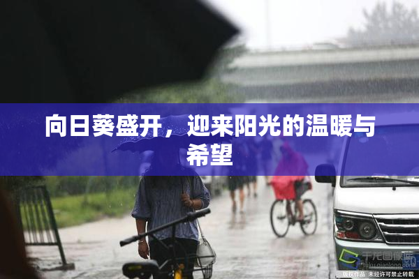 向日葵盛开，迎来阳光的温暖与希望