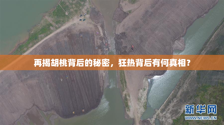 再揭胡桃背后的秘密，狂热背后有何真相？