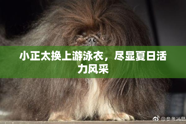 小正太换上游泳衣，尽显夏日活力风采