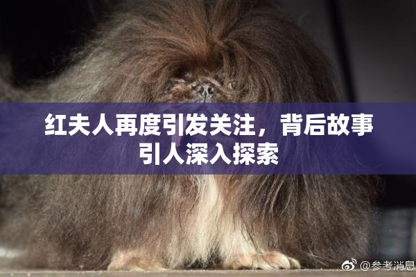 红夫人再度引发关注，背后故事引人深入探索
