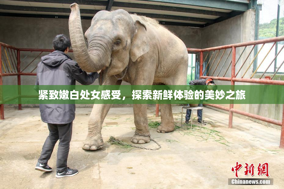 紧致嫩白处女感受，探索新鲜体验的美妙之旅