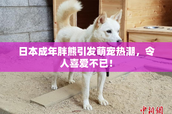 日本成年胖熊引发萌宠热潮，令人喜爱不已！