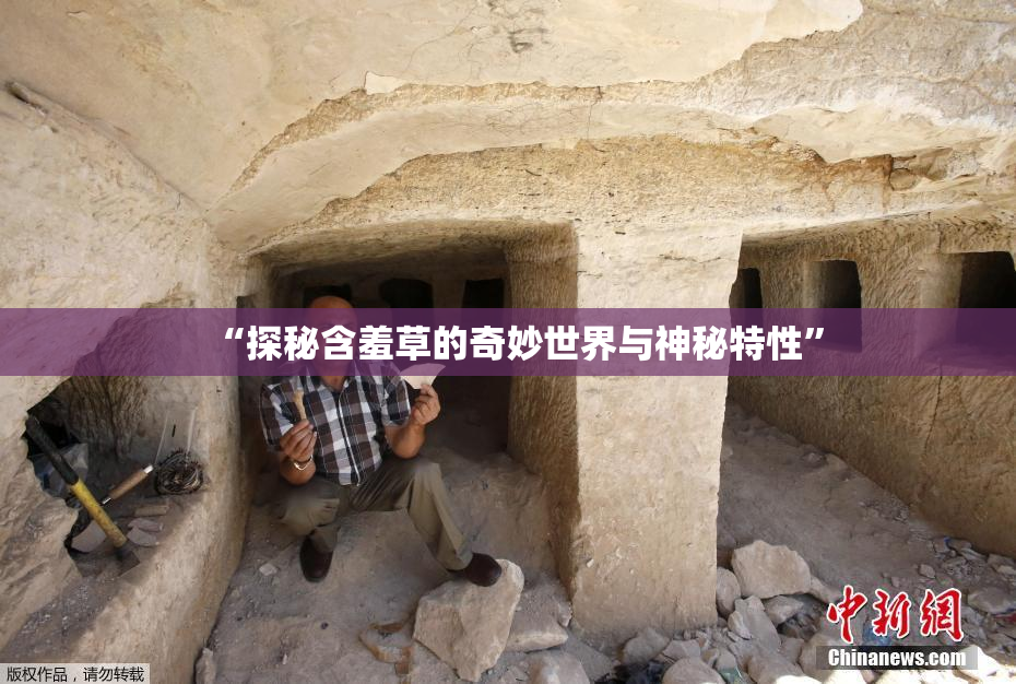 “探秘含羞草的奇妙世界与神秘特性”