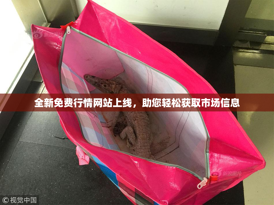 全新免费行情网站上线，助您轻松获取市场信息