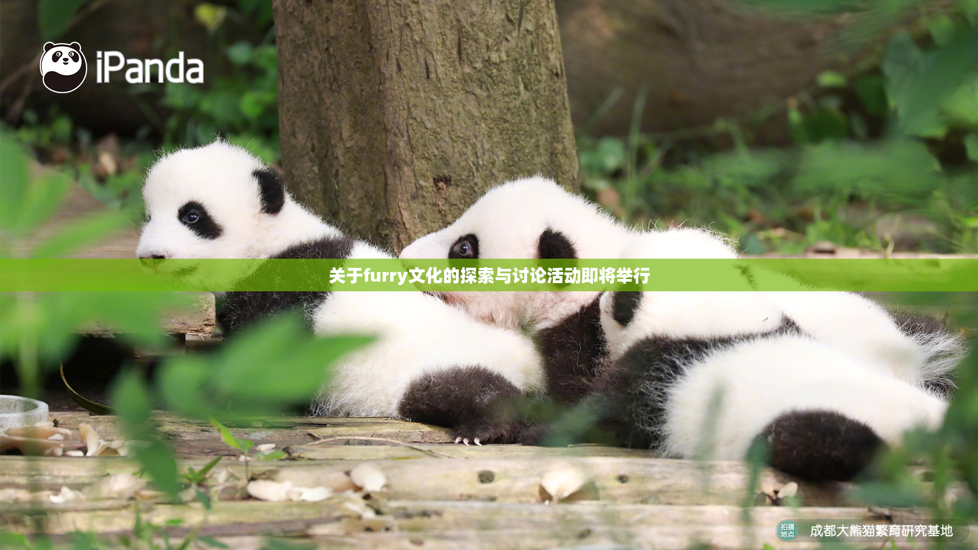 关于furry文化的探索与讨论活动即将举行