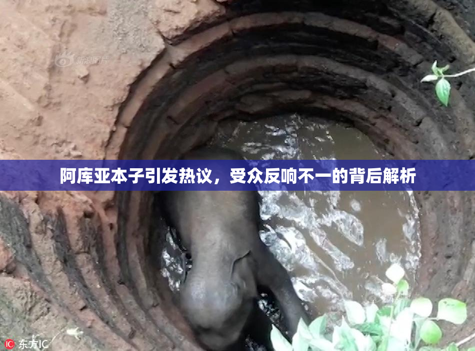 阿库亚本子引发热议，受众反响不一的背后解析
