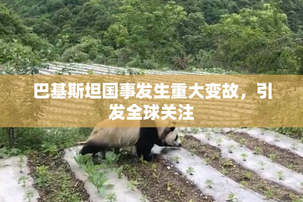 巴基斯坦国事发生重大变故，引发全球关注
