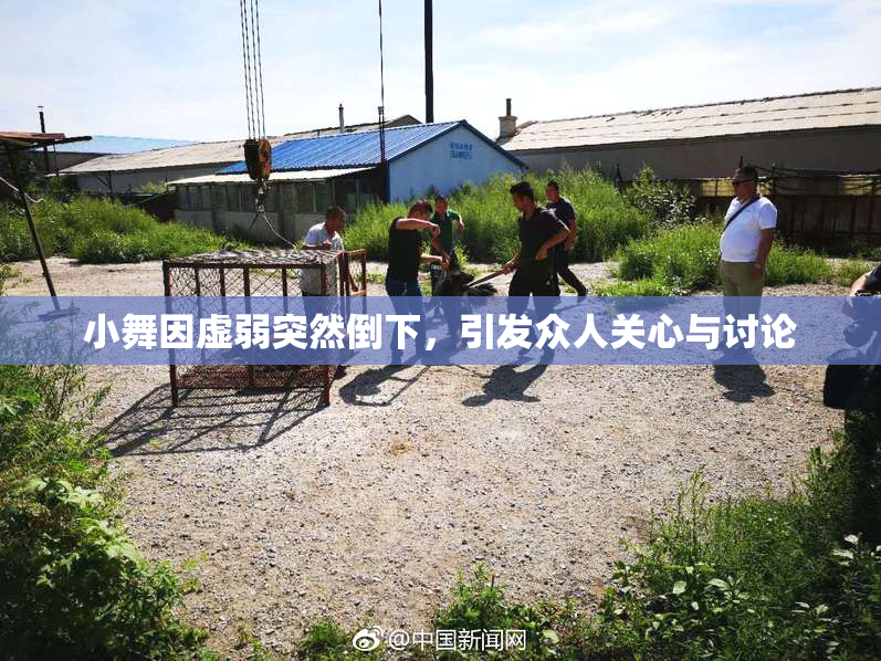 小舞因虚弱突然倒下，引发众人关心与讨论