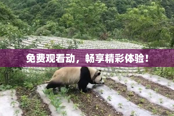 免费观看动，畅享精彩体验！
