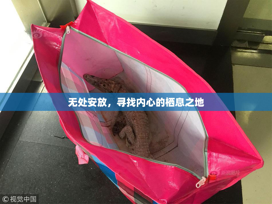 无处安放，寻找内心的栖息之地
