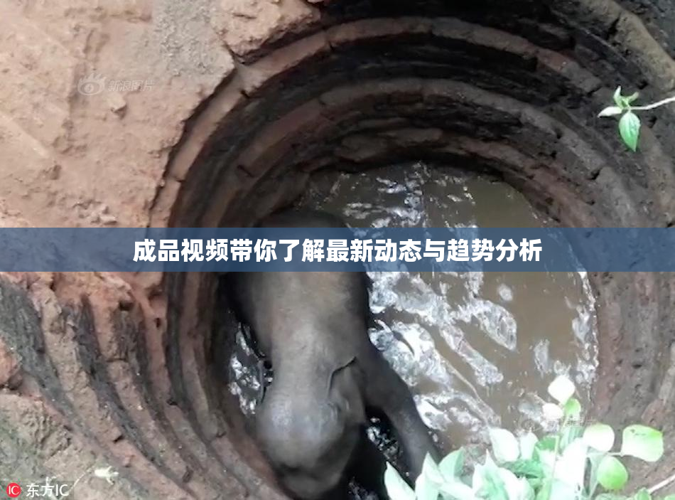 成品视频带你了解最新动态与趋势分析