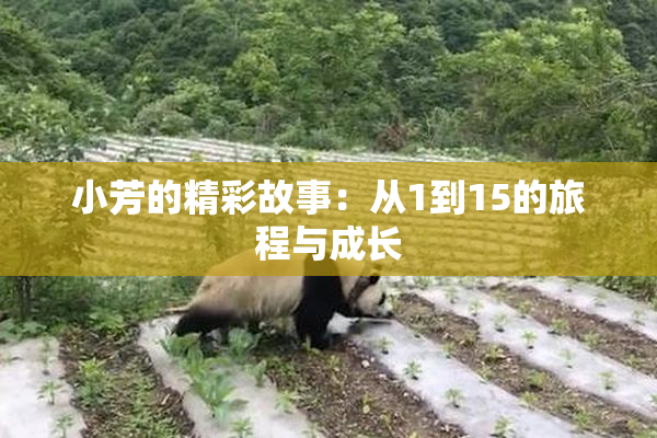 小芳的精彩故事：从1到15的旅程与成长