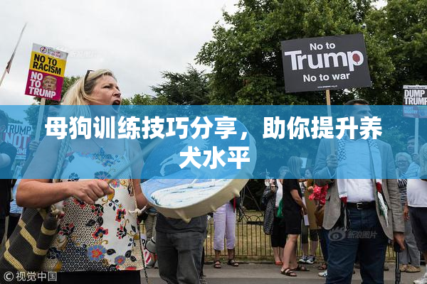 母狗训练技巧分享，助你提升养犬水平