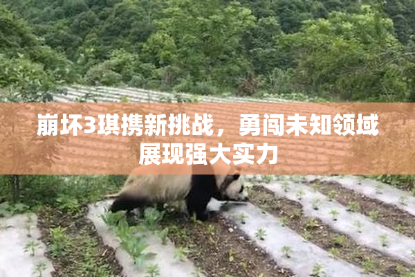 崩坏3琪携新挑战，勇闯未知领域展现强大实力