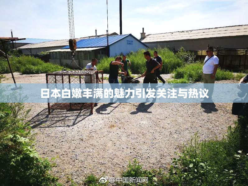 日本白嫩丰满的魅力引发关注与热议